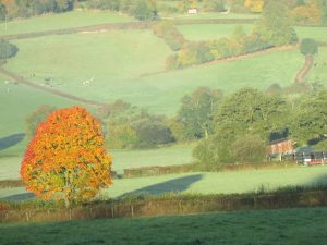 Autumn colours