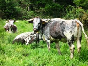 Longhorned cows in the ancient forest of Neroche